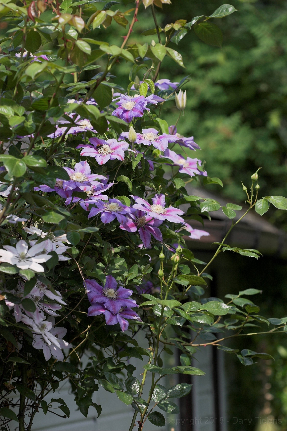 Clematis 'Nelly Moser' 03.jpg